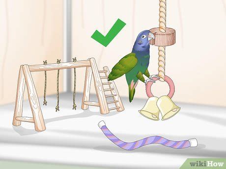 4 Ways to Set Up a Pionus Parrot Habitat - wikiHow Pet