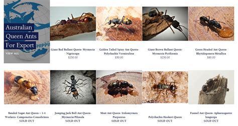 Australian-Queen-Ants-Sale - Invasive Species Council