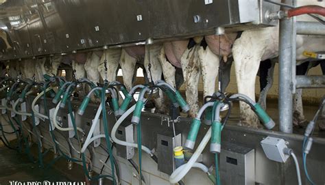 Milk price forecast: a drop follows a lift