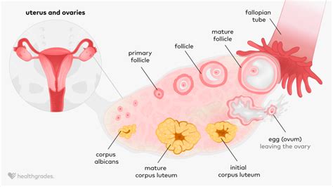 Corpus Luteum: Anatomy and Function