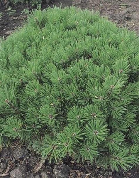 Pinus mugo 'Pumilio' -Dwarf Mugo Pine #2 - Wagon Wheel