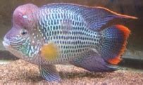 Green Cichlid – Terror, Texas, Ruby, Severum, African, Guapote, Care, Food, Breeding, Tank Mates ...