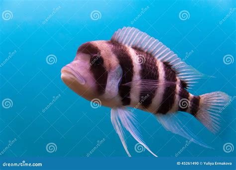 Frontosa stock photo. Image of fish, ocean, lionfish - 45261490