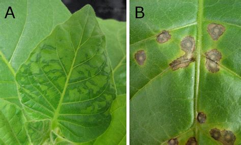 The once incurable Tobacco Mosaic Virus now has a cure! | Hydroponic Grow Shops & Garden Centers