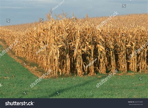 Field Of Dried Corn Stalks, Maryland Stock Photo 269731895 : Shutterstock