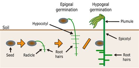 Epicotyl & Hypocotyl Definition & Function - Lesson | Study.com