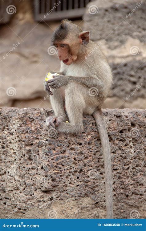 Monkey Eating a Fruit while Sitting on the Street of National Park in Thailand. Wildlife and ...