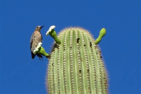 9 Examples of Animals That Eat Cactus - Wildlife Informer