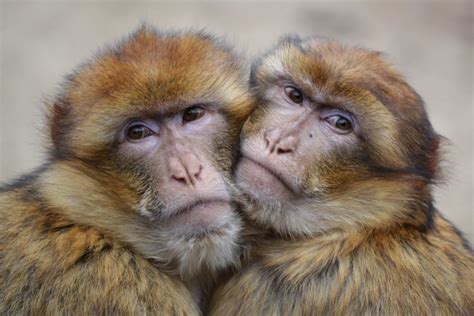 Monkeys, Two, Snout, Hug, HD Wallpaper | Rare Gallery