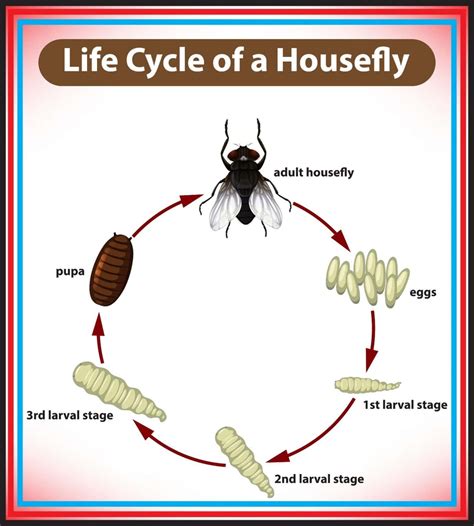 Why Are There Flies in My House? - Green Giant Home & Commercial