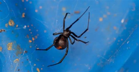 Redback Spider vs Black Widow Spider: 5 Differences - IMP WORLD