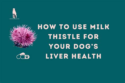 How to Use Milk Thistle for Your Dog’s Liver Health: Benefits, Dosage ...