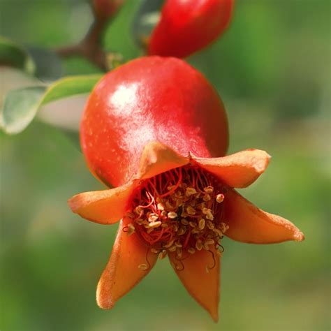 Dwarf Pomegranate Tree | Plant Addicts