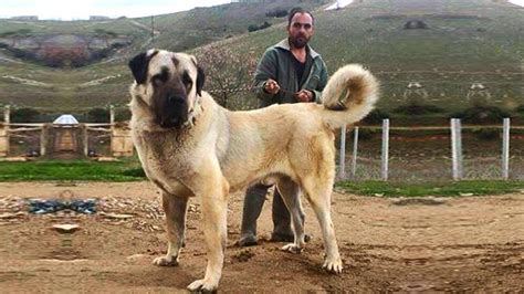 Kangal – Perfect Giant Dog - YouTube