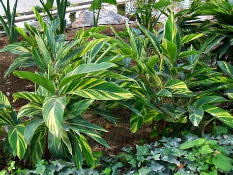 Plantas y flores: Alpinia zerumbet 'Variegata'