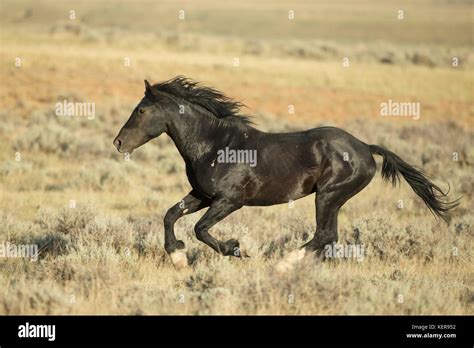 Mustang horse running hi-res stock photography and images - Alamy