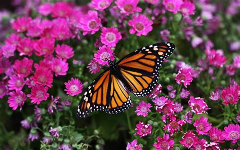 Monarch Butterfly. | Beautiful, Lush