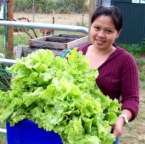 6 Tips for Growing Lettuce - Plant Instructions