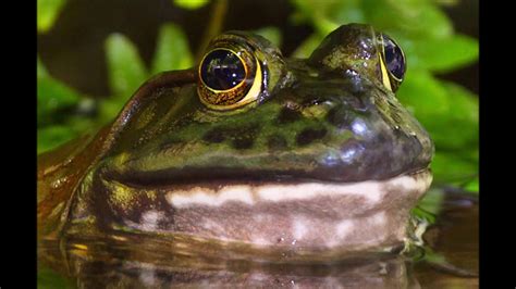 American Bullfrog Call (with Green Frog Croaking Accompaniment) - YouTube