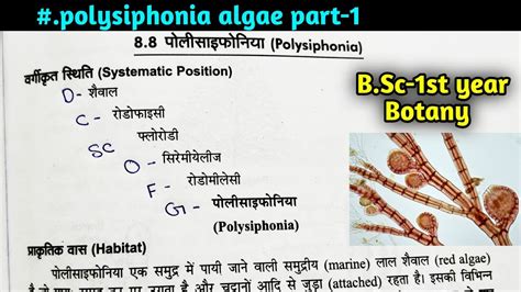 Polysiphonia Algae In hindi||Structure classification,Habitat of ...