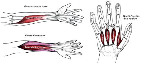 There Are No Muscles In Your Fingers