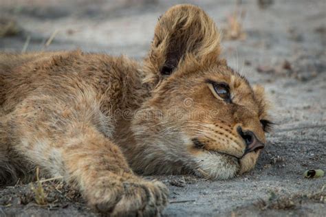 Lion Cub Laying Down in the Kruger National Park. Stock Photo - Image ...