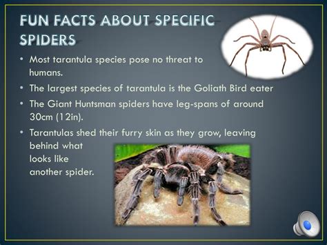 PPT - A Study on Spiders PowerPoint Presentation, free download - ID ...