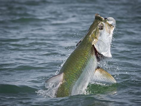 Florida Tarpon Fishing Photo Gallery - SWE