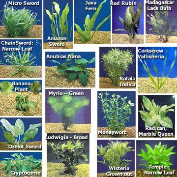 Aquarium Plant Pack - Ultimate: Aquatic Plants for Freshwater Aquariums | Fish tank plants ...