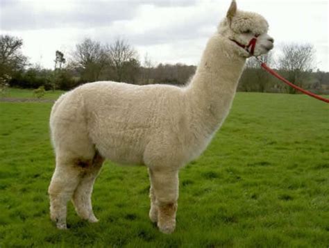 This is why Peru celebrates National Alpaca Day | News | ANDINA - Peru News Agency