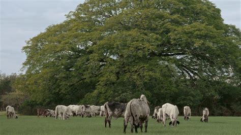 UNED estrena documental sobre el árbol de Guanacaste | Acontecer ...