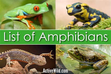 List Of Amphibians With Pictures & Facts: Examples Of Amphibian Species
