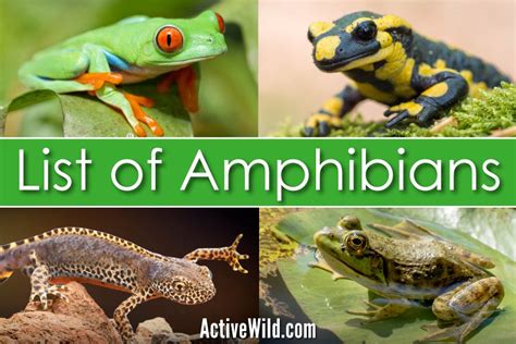 Are Amphibians Animals? - AMPHIPEDIA