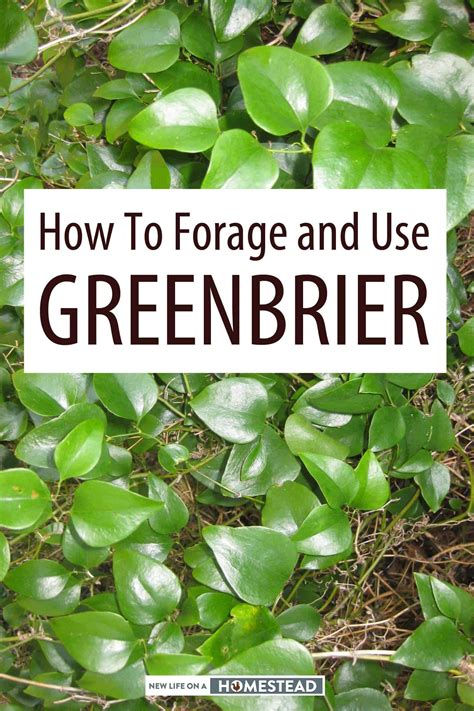 How To Forage and Use The Greenbrier Plant