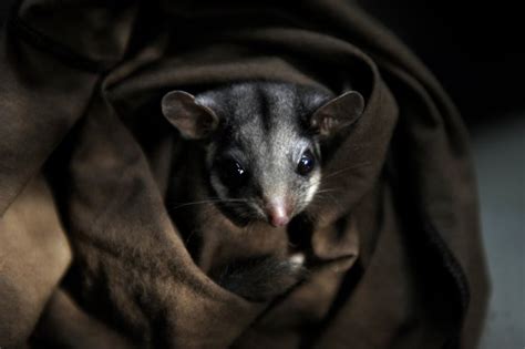 From the Archives, 1993: Rare possum’s habitat destroyed by mistake