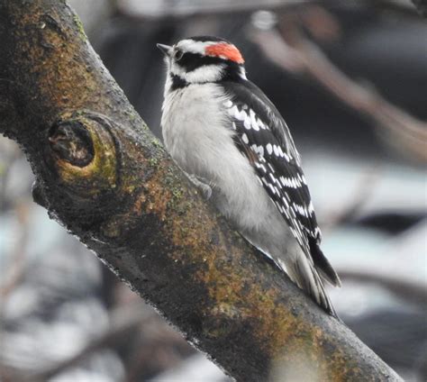 Downy Woodpecker - FeederWatch