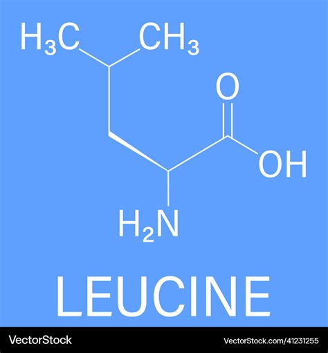 Leucine amino acid molecule skeletal formula Vector Image