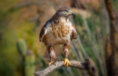 Ferruginous Hawk - Facts, Size, Diet, Pictures - All Animal Facts