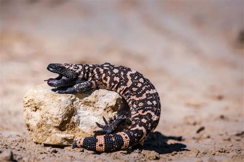 Gila Monster Bite