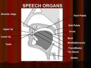 The organs of speech and their function | PPT