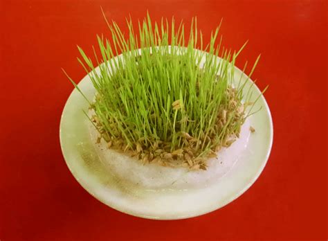 Can you grow rice from store bought rice? - Zen of Watering