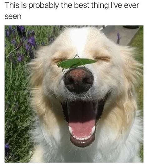 50 Of The Happiest Dog Memes Ever That Will Make You Smile From Ear To Ear | Bored Panda