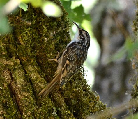 Brown Creeper | Brown Creeper Certhia americana | Don Loarie | Flickr