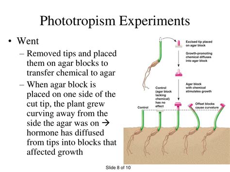 PPT - Phototropism and Plant Hormones PowerPoint Presentation, free ...