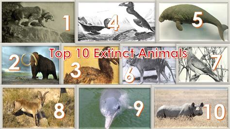 Top 10 Extinct Animals|top 10 extinct animals in the world - YouTube