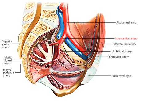 Internal Iliac Artery – Earth's Lab