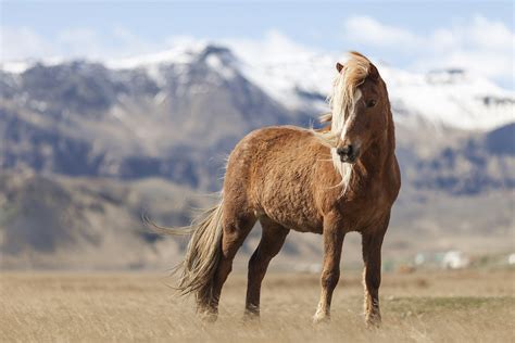 Les chevaux islandais munis d’un gène de la vitesse - Pieuvre.ca