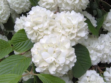 Chinese Snowball Viburnum Plant - Bob Wells Nursery - U.S. Shipping