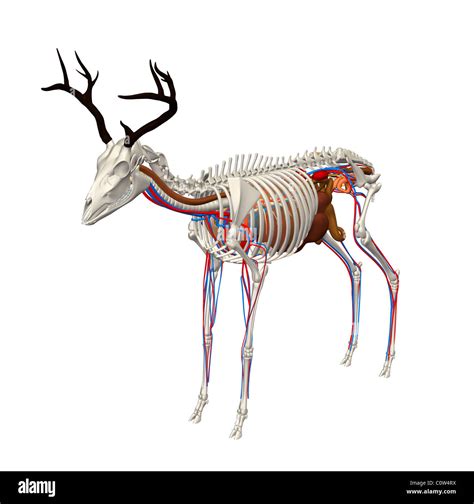 Whitetail Deer Vital Area Diagram