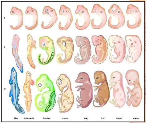 5.5. Evidence of Evolution | Biolulia European Sections